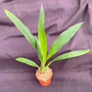 Galeopetalum Arlene Armour Orchid Plant – Zygopetalum Type Orchid – Live Plant – 2.5 inch Pot - Image 2
