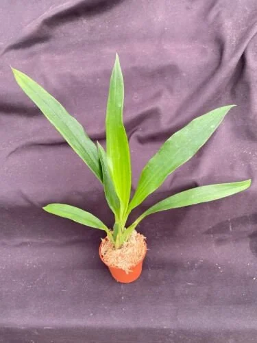 Galeopetalum Arlene Armour Orchid Plant – Zygopetalum Type Orchid – Live Plant – 2.5 inch Pot - Image 2