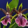 Galeopetalum Arlene Armour Orchid Plant – Zygopetalum Type Orchid – Live Plant – 2.5 inch Pot - Image 1