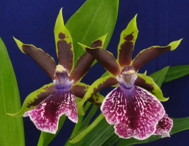 Galeopetalum Arlene Armour Orchid Plant – Zygopetalum Type Orchid – Live Plant – 2.5 inch Pot - Image 1