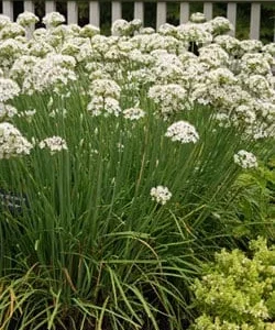 Garlic Chives Live Plant – 4 inch Pot – Outdoor Culinary Herb - Image 3