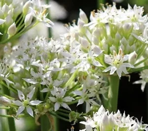 Garlic Chives Live Plant – 4 inch Pot – Outdoor Culinary Herb - Image 4