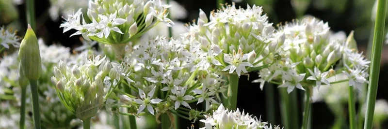 Garlic Chives Live Plant – 4 inch Pot – Outdoor Culinary Herb - Image 4