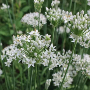 Garlic Chives Live Plant – 4 inch Pot – Outdoor Culinary Herb - Image 1