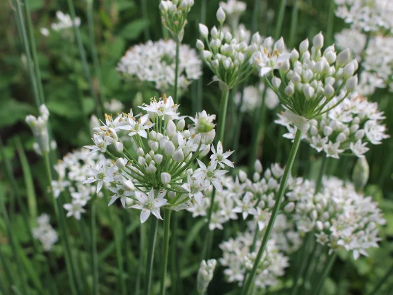 Garlic Chives Live Plant – 4 inch Pot – Outdoor Culinary Herb - Image 1