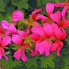 Geranium Pelargonium Cascade Pink Live Cuttings - 3 Count, 6 Inches Tall - Image 1