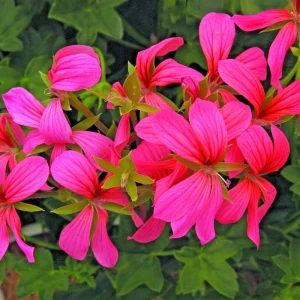 Geranium Pelargonium Cascade Pink Live Cuttings - 3 Count, 6 Inches Tall - Image 1
