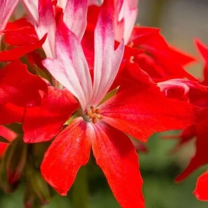Geranium Pelargonium Fireworks Red - 3 Live 6