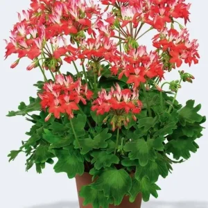 Geranium Pelargonium Fireworks Red - 3 Live 6