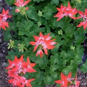 Geranium Pelargonium Fireworks Red - 3 Live 6