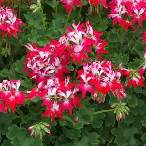 Geranium Pelargonium Fireworks Red - 3 Live 6