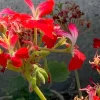 Geranium Pelargonium Fireworks Red - 3 Live 6" Unrooted Cuttings - Live Flower Plant - Image 1