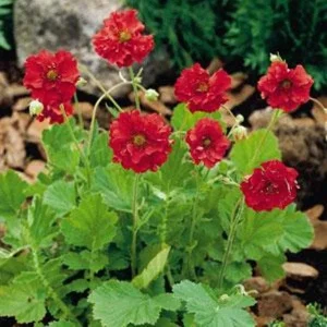 Geum 'Blazing Sunset' Perennial Live Plant - Vibrant Orange Blooms - Image 2