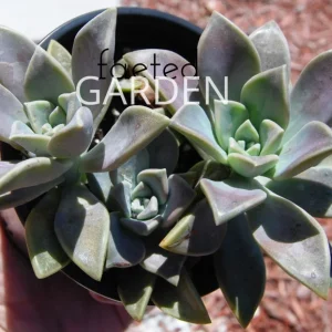 Ghost Plant Graptopetalum Pentandrum Superbum Live Succulent, 2 inch Pot - Image 2