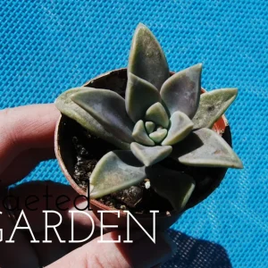 Ghost Plant Graptopetalum Pentandrum Superbum Live Succulent, 2 inch Pot - Image 3