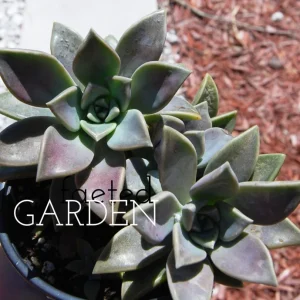 Ghost Plant Graptopetalum Pentandrum Superbum Live Succulent, 2 inch Pot - Image 4