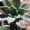 Ghost Plant Graptopetalum Pentandrum Superbum Live Succulent, 2 inch Pot - Image 1