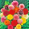 Giant Dinnerplate Dahlia Mix - 5 Live Flower Bulbs - Pink, Red, Yellow - Image 1