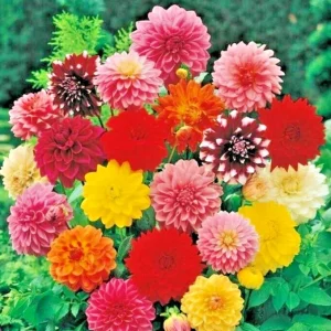 Giant Dinnerplate Dahlia Mix - 5 Live Flower Bulbs - Pink, Red, Yellow - Image 1