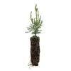 Giant Sequoia Redwood Tree – Live Plant – 5-8 inches tall – Potted - Image 1