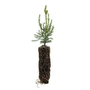 Giant Sequoia Redwood Tree – Live Plant – 5-8 inches tall – Potted - Image 1