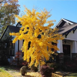 Ginkgo Biloba Live Bare Root Trees, Set of 5, 5-10 Inches Tall, Deciduous Outdoor - Image 10