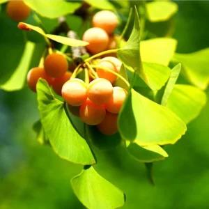 Ginkgo Biloba Live Bare Root Trees, Set of 5, 5-10 Inches Tall, Deciduous Outdoor - Image 3