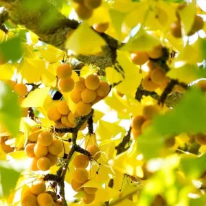 Ginkgo Biloba Live Bare Root Trees, Set of 5, 5-10 Inches Tall, Deciduous Outdoor - Image 4