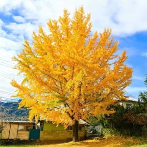 Ginkgo Biloba Live Bare Root Trees, Set of 5, 5-10 Inches Tall, Deciduous Outdoor - Image 5