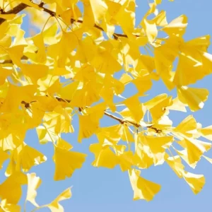 Ginkgo Biloba Live Bare Root Trees, Set of 5, 5-10 Inches Tall, Deciduous Outdoor - Image 6