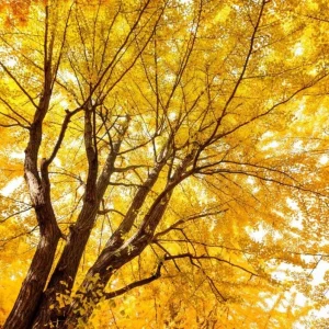 Ginkgo Biloba Live Bare Root Trees, Set of 5, 5-10 Inches Tall, Deciduous Outdoor - Image 9
