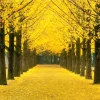 Ginkgo Biloba Live Bare Root Trees, Set of 5, 5-10 Inches Tall, Deciduous Outdoor - Image 1