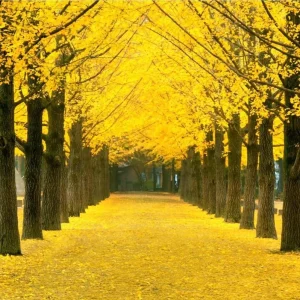 Ginkgo Biloba Live Bare Root Trees, Set of 5, 5-10 Inches Tall, Deciduous Outdoor - Image 1