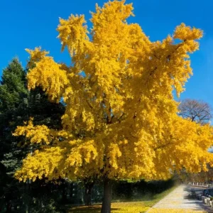 Ginkgo Biloba Live Tree – Maidenhair Tree – Quart Pot – 6-12 inches Tall – Outdoor - Image 10