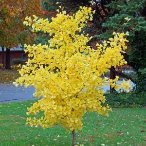 Ginkgo Biloba Live Tree – Maidenhair Tree – Quart Pot – 6-12 inches Tall – Outdoor - Image 3