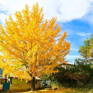 Ginkgo Biloba Live Tree – Maidenhair Tree – Quart Pot – 6-12 inches Tall – Outdoor - Image 5