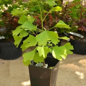 Ginkgo Biloba Live Tree – Maidenhair Tree – Quart Pot – 6-12 inches Tall – Outdoor - Image 6
