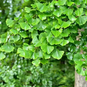 Ginkgo Biloba Live Tree – Maidenhair Tree – Quart Pot – 6-12 inches Tall – Outdoor - Image 7