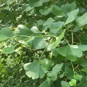 Ginkgo Biloba Live Tree – Maidenhair Tree – Quart Pot – 6-12 inches Tall – Outdoor - Image 8