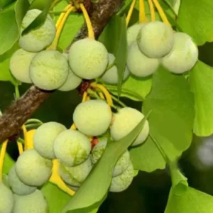 Ginkgo Biloba Live Tree – Maidenhair Tree – Quart Pot – 6-12 inches Tall – Outdoor - Image 9