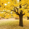 Ginkgo Biloba Live Tree – Maidenhair Tree – Quart Pot – 6-12 inches Tall – Outdoor - Image 1