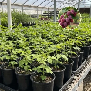 Glencoe Thornless Raspberry Live Plant 4-7
