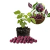 Glencoe Thornless Raspberry Live Plant 4-7" Tall - Purple Berry Bush - Image 1