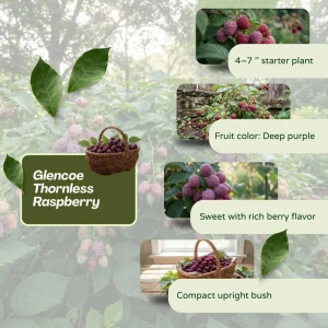Glencoe Thornless Raspberry Live Plant 4-7