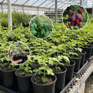 Glencoe Thornless Raspberry Live Plant 4-7