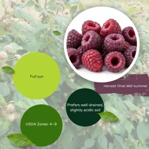 Glencoe Thornless Raspberry Live Plant 4-7
