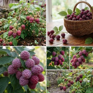 Glencoe Thornless Raspberry Live Plant 4-7