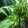 Gold Finger Banana Tree Live Plant - Cold Hardy Musa Edible Fruit - Image 1