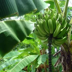 Gold Finger Banana Tree Live Plant - Cold Hardy Musa Edible Fruit - Image 1