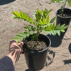 Gold Medallion Tree Live Plant - Cassia leptophylla, 1 Gallon Pot - Image 3